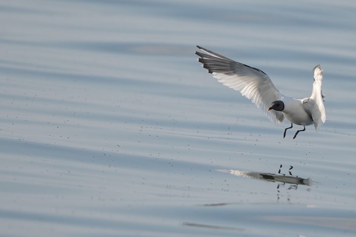 Mouette de Sabine - ML608950952