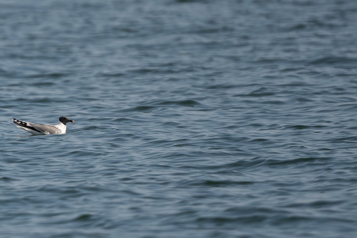Mouette de Sabine - ML608950953