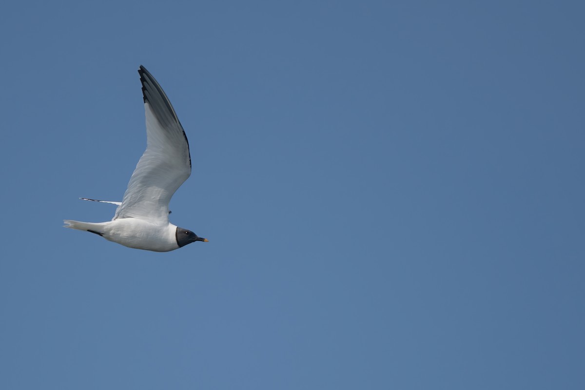 Mouette de Sabine - ML608950954