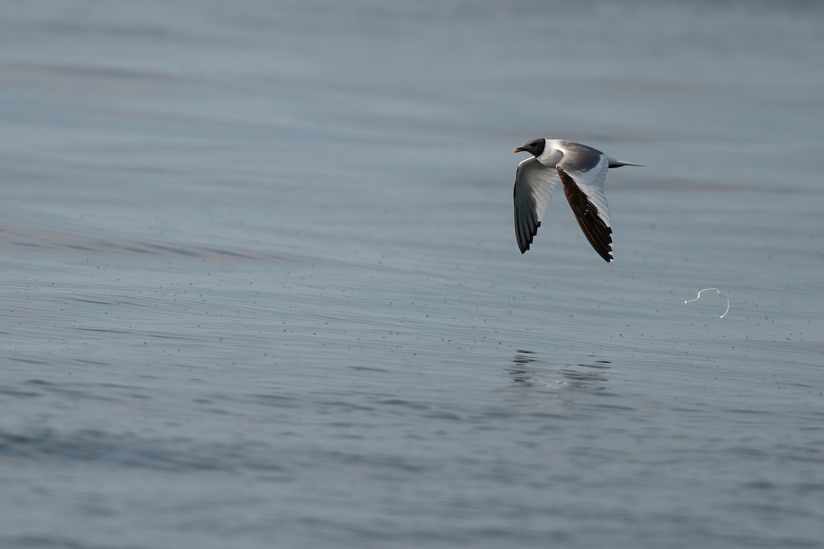Mouette de Sabine - ML608950955