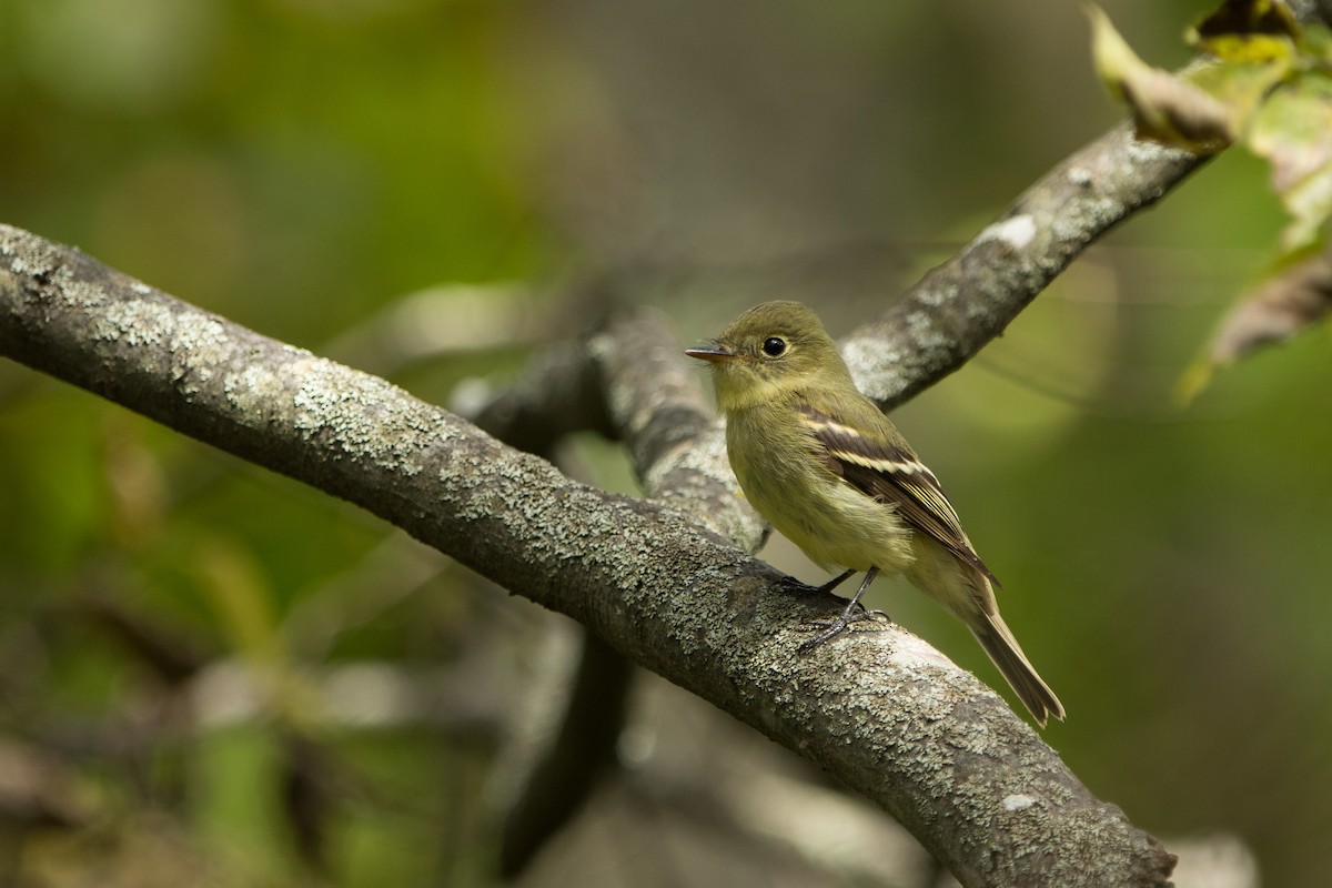 Yellow-bellied Flycatcher - ML608950987