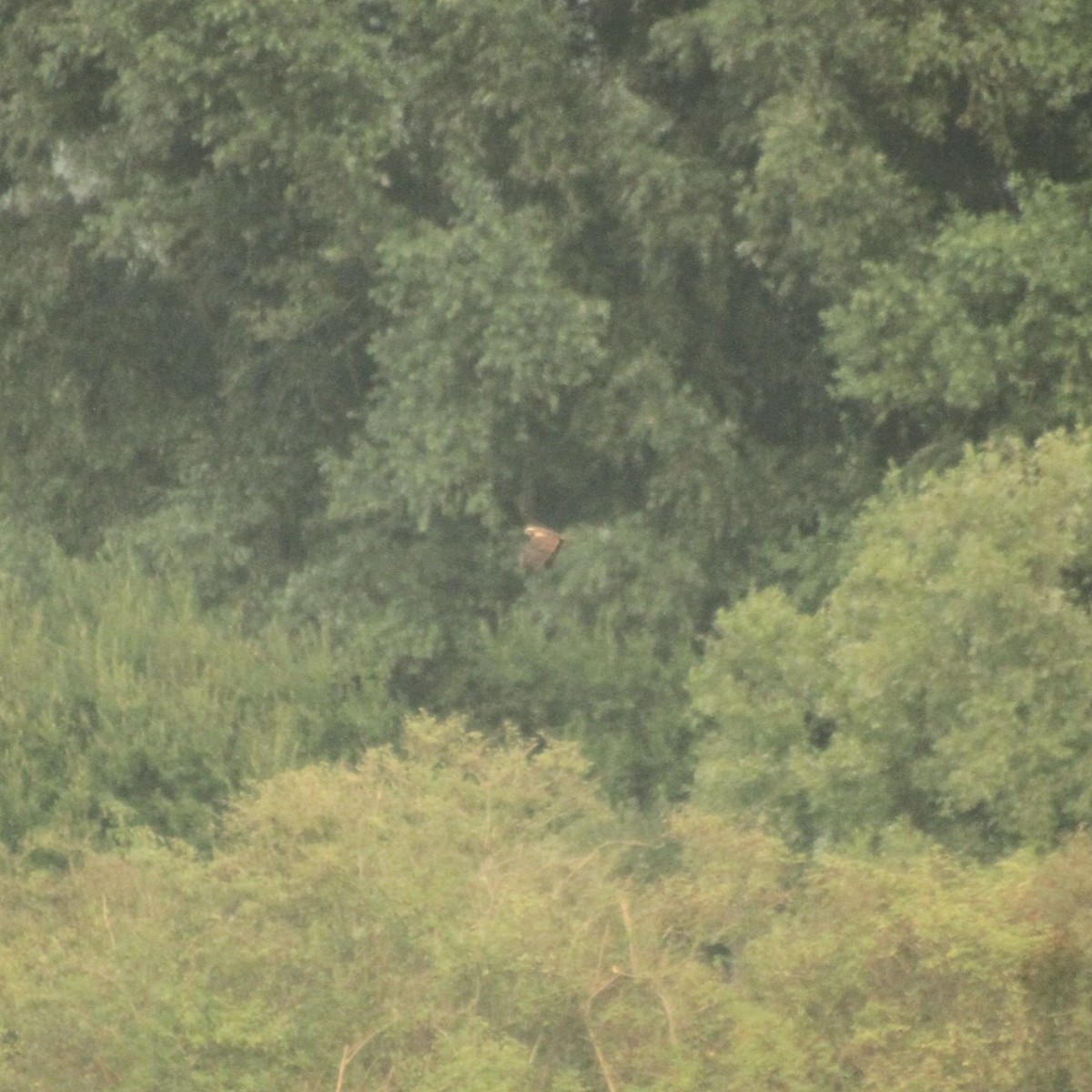 Western Marsh Harrier - E. Hoffa