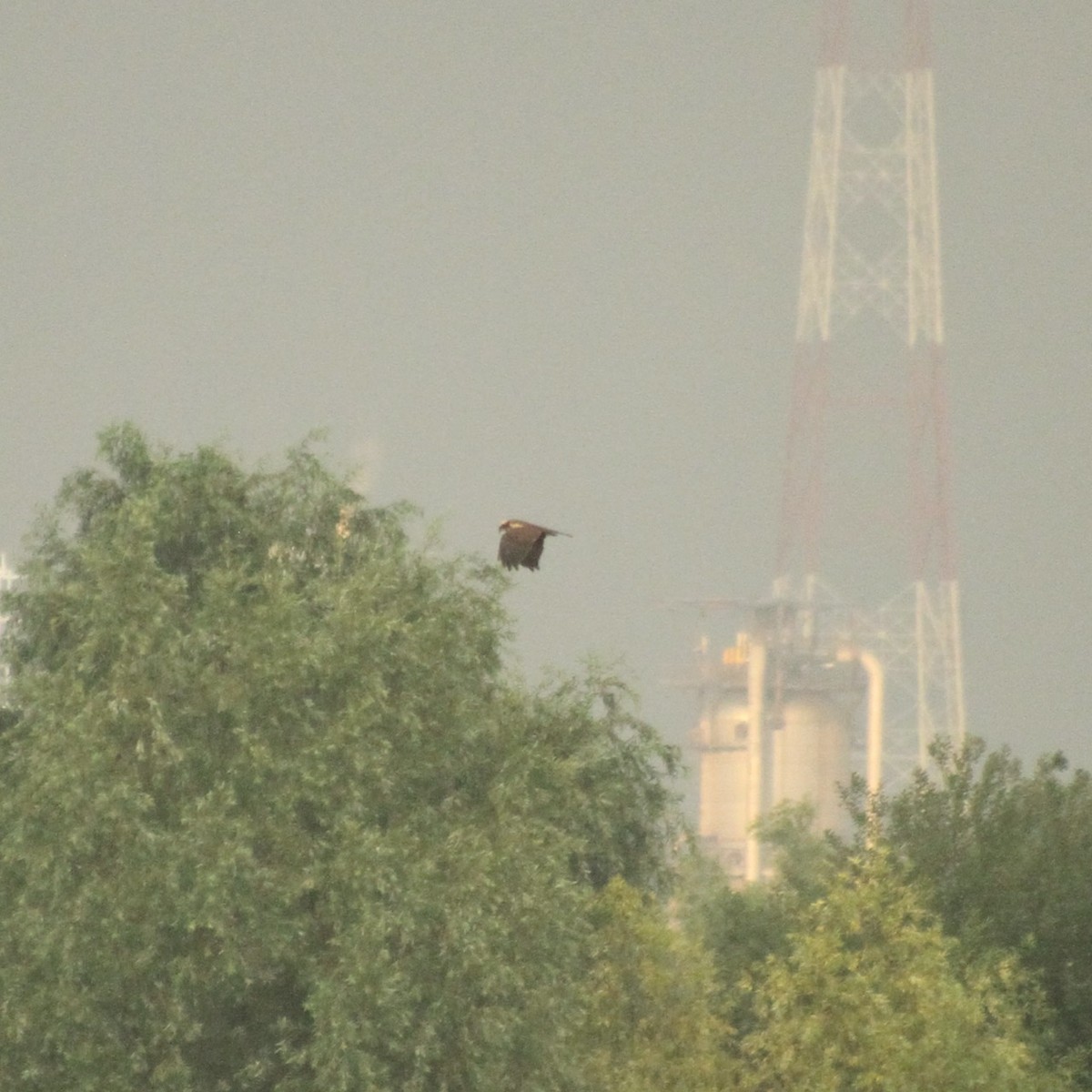 Western Marsh Harrier - E. Hoffa