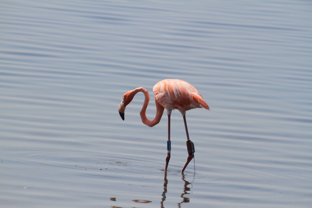 American Flamingo - ML608951120
