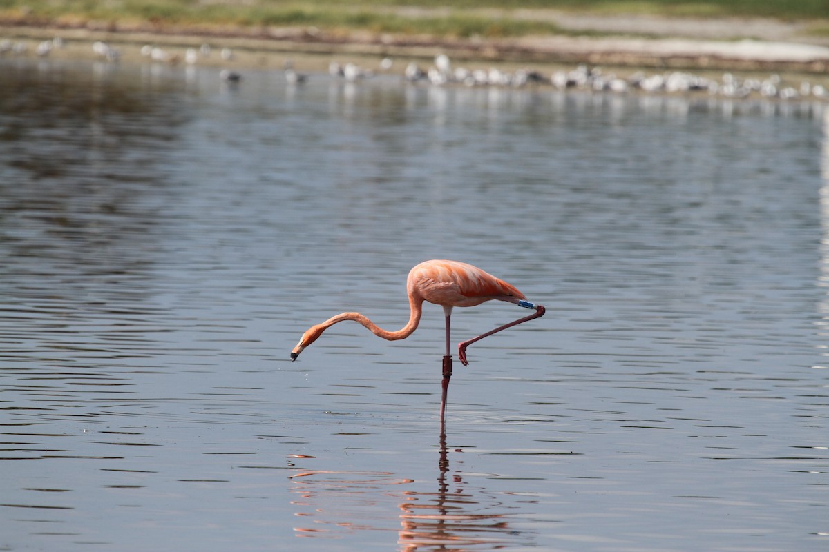 Amerika Flamingosu - ML608951121