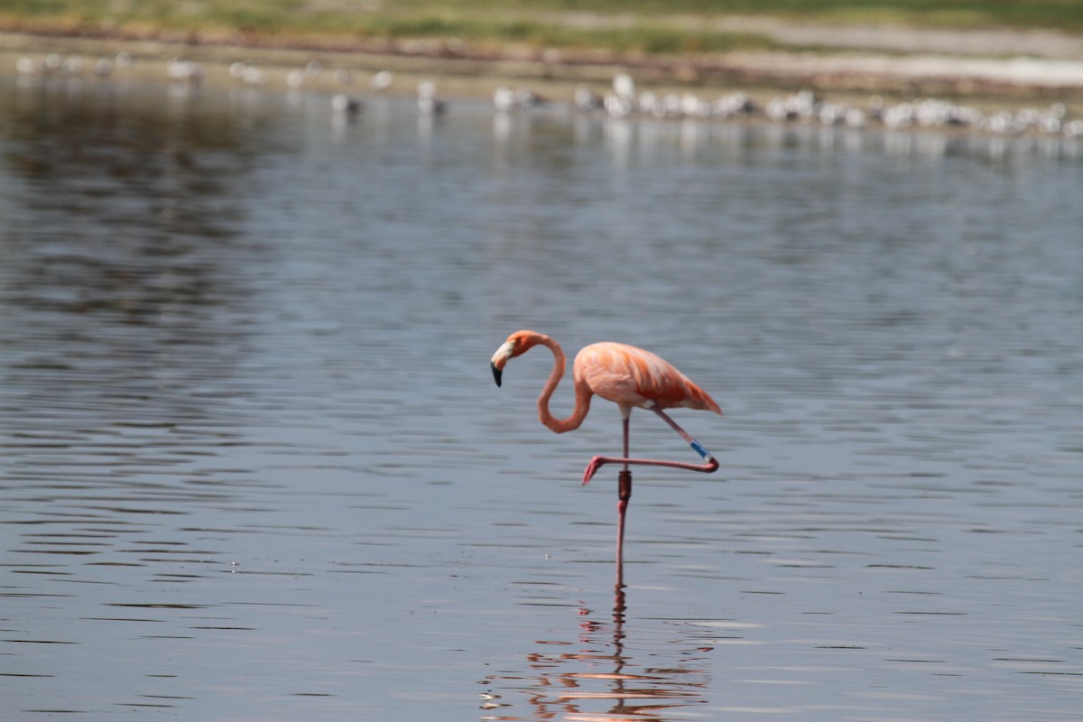 Amerika Flamingosu - ML608951128