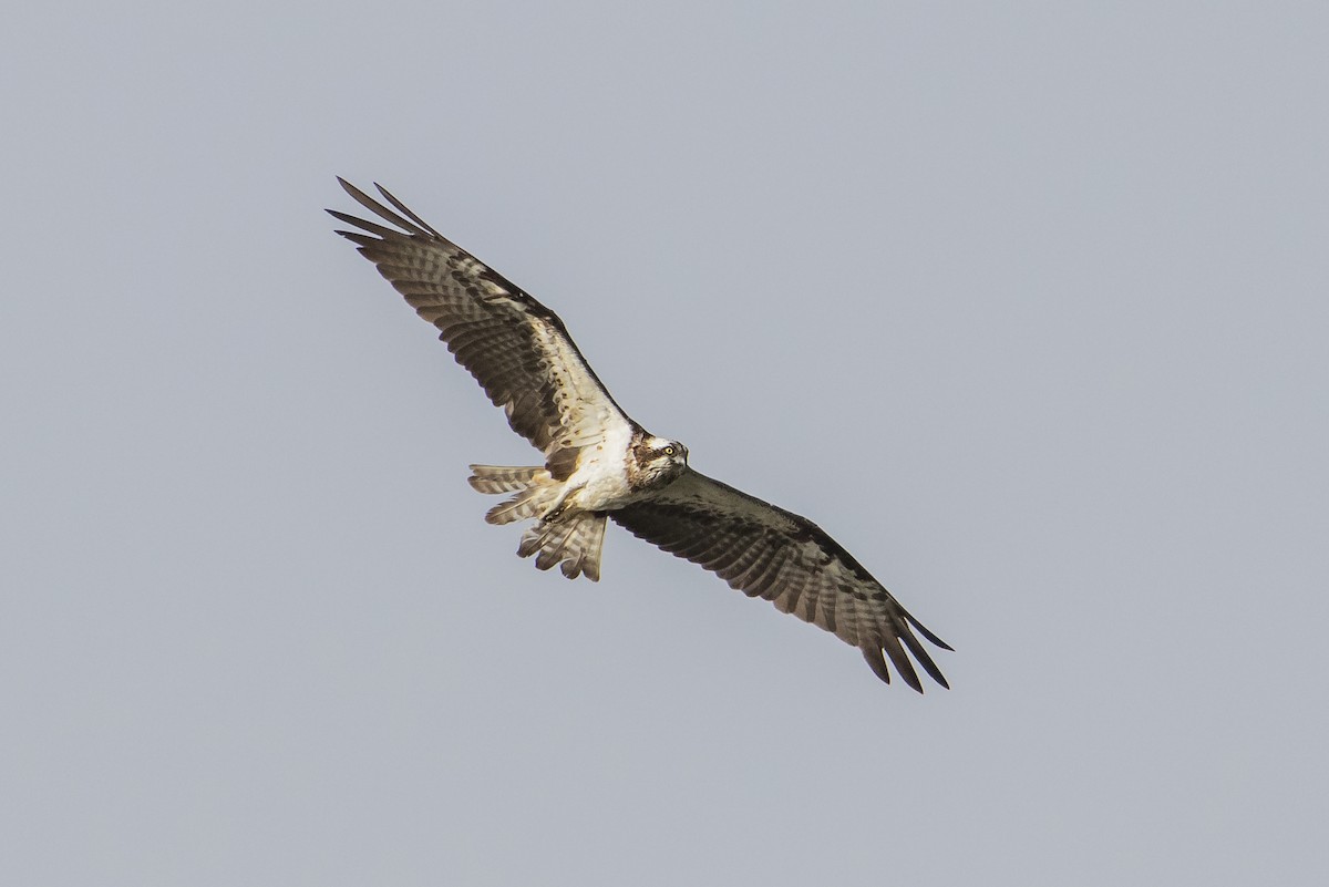 Águila Pescadora - ML608951133