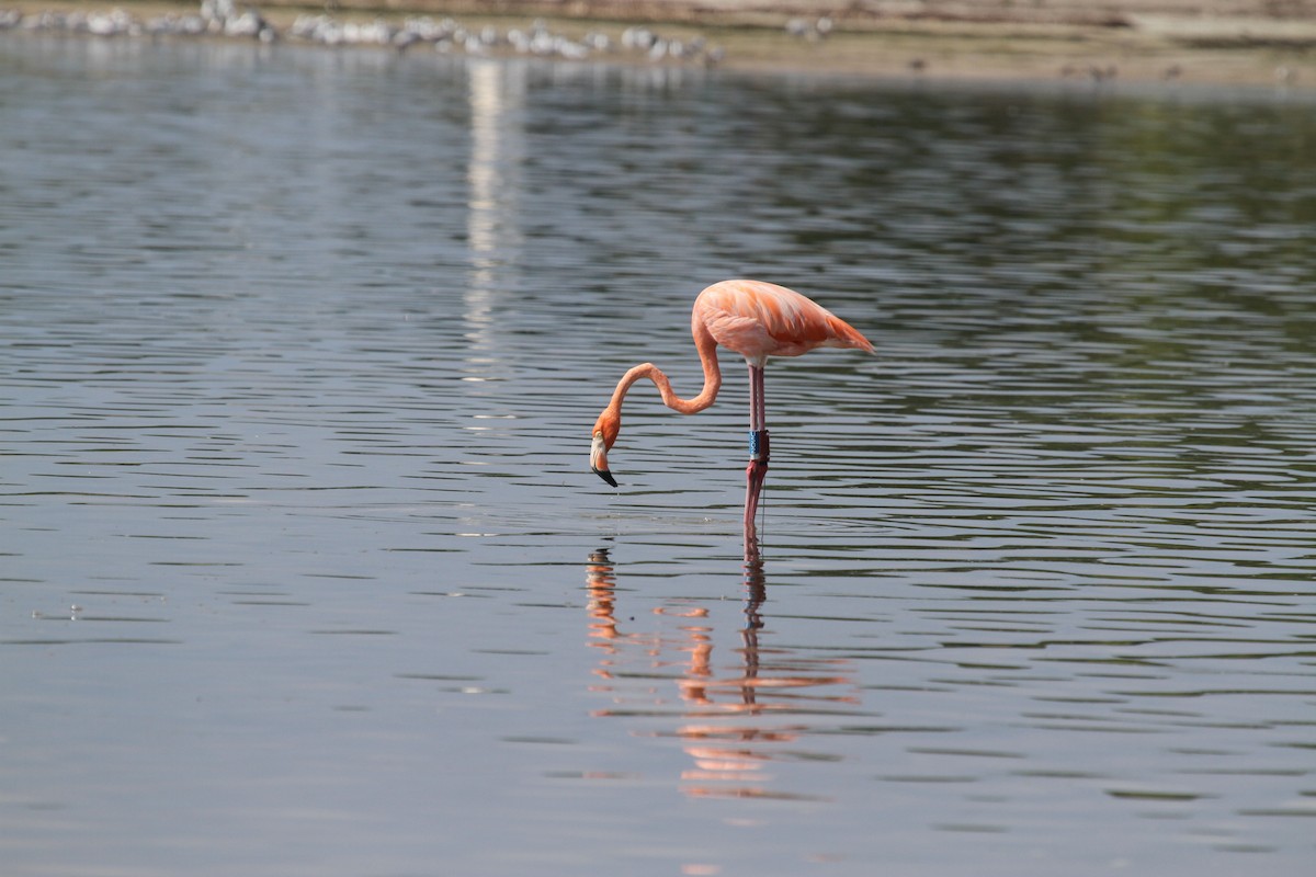 Amerika Flamingosu - ML608951136