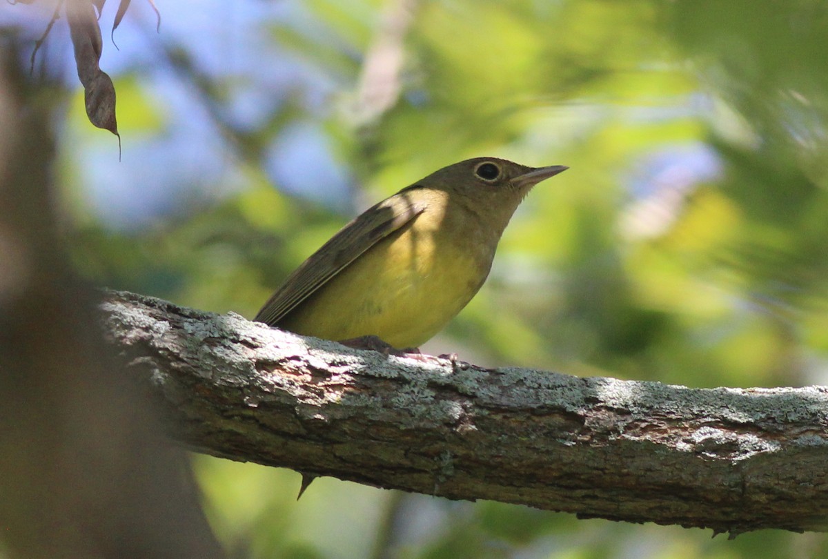Connecticut Warbler - Tom Smith