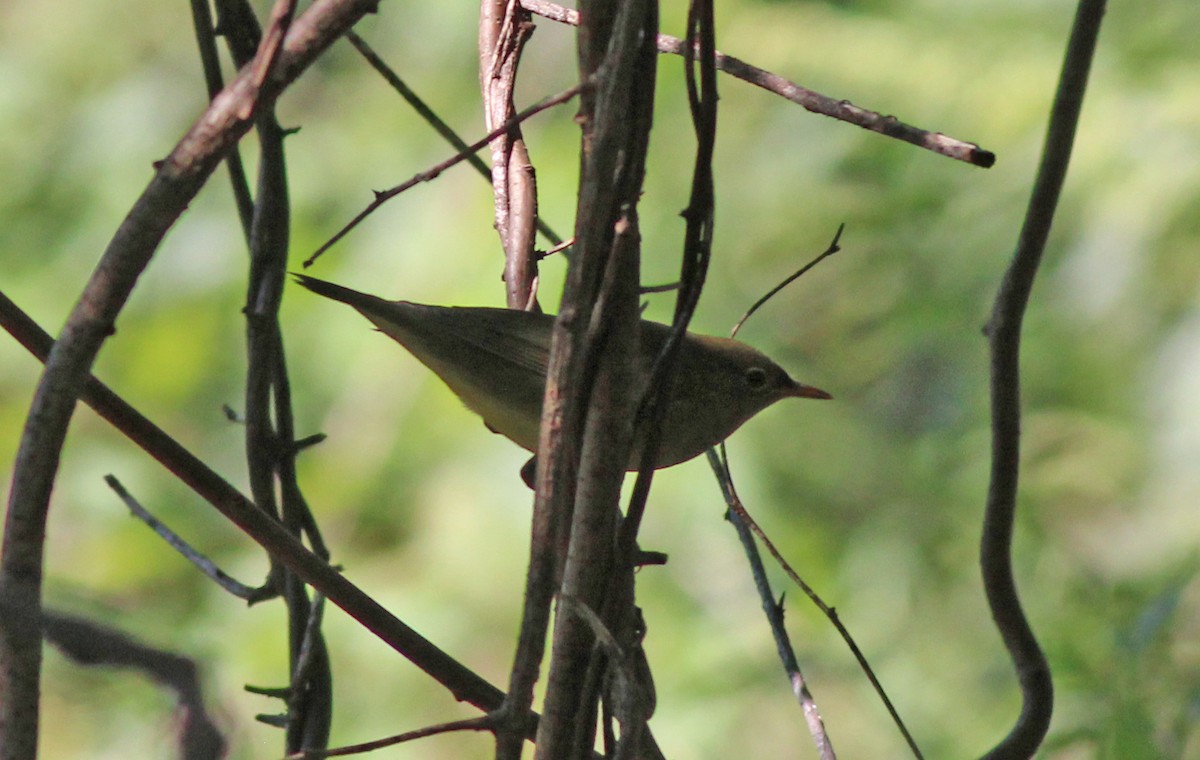 Connecticut Warbler - Tom Smith