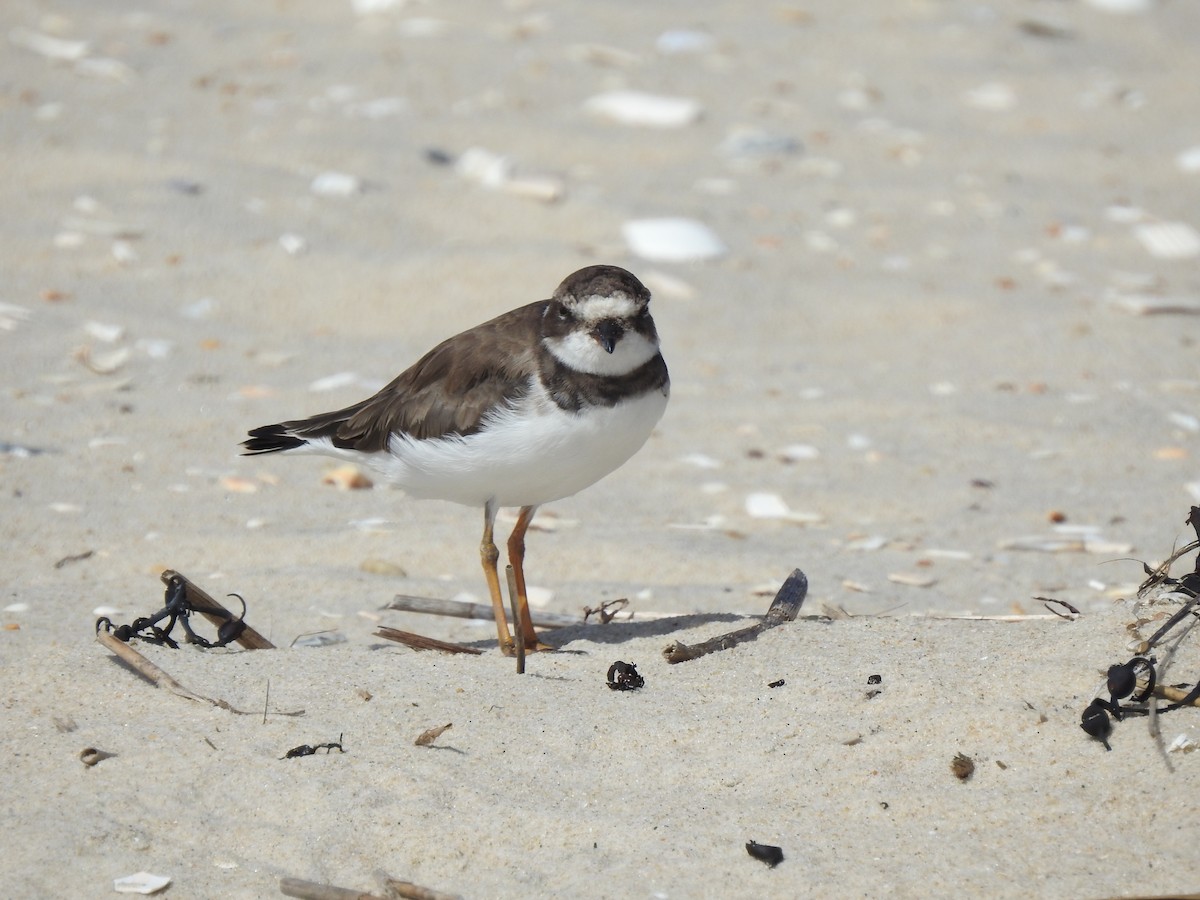 Semipalmated Plover - ML608951247