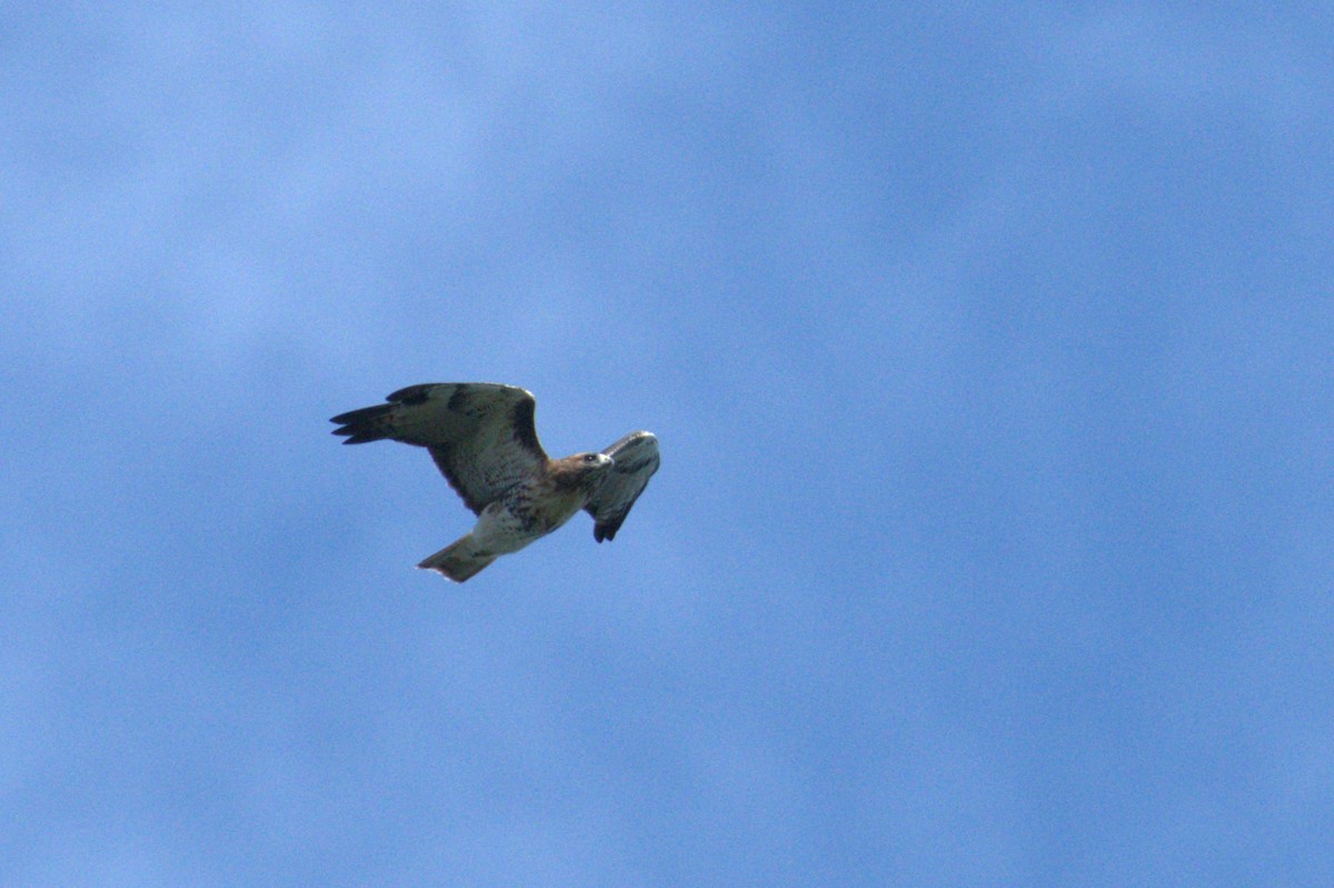 Red-tailed Hawk - ML608951342