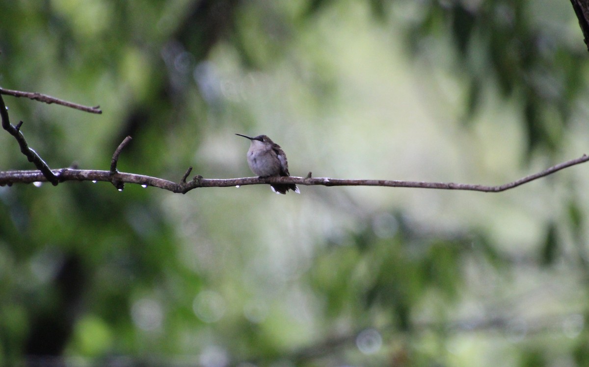 Ruby-throated Hummingbird - ML608951373