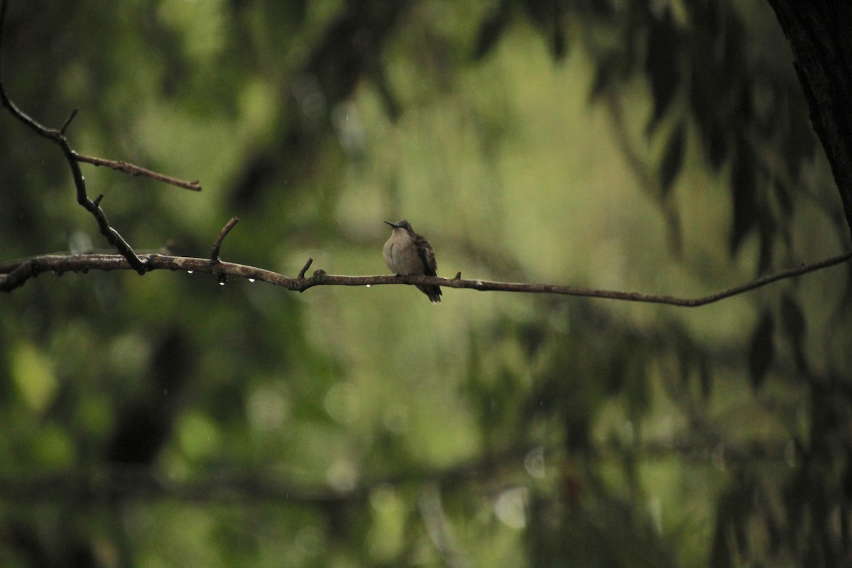 Ruby-throated Hummingbird - ML608951376
