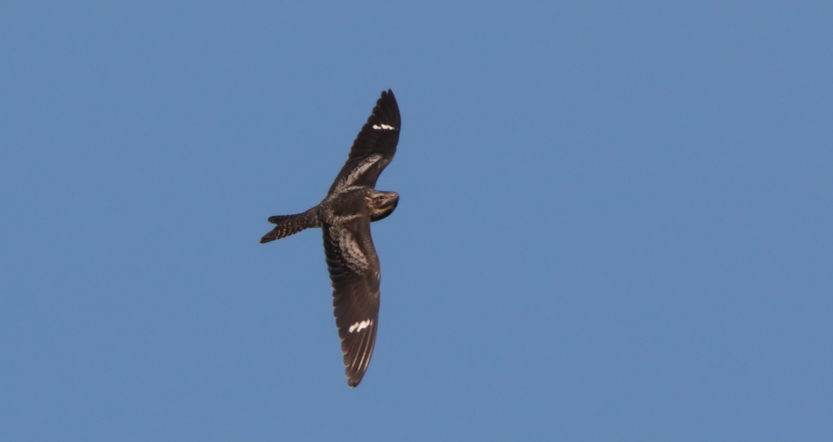 Common Nighthawk - David Woodhouse