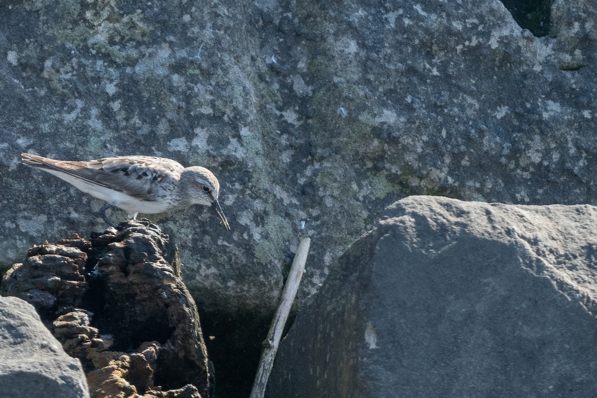 White-rumped Sandpiper - ML608951534