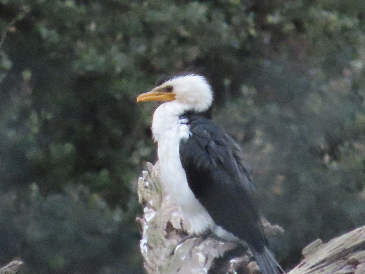Little Pied Cormorant - Alistair Campbell
