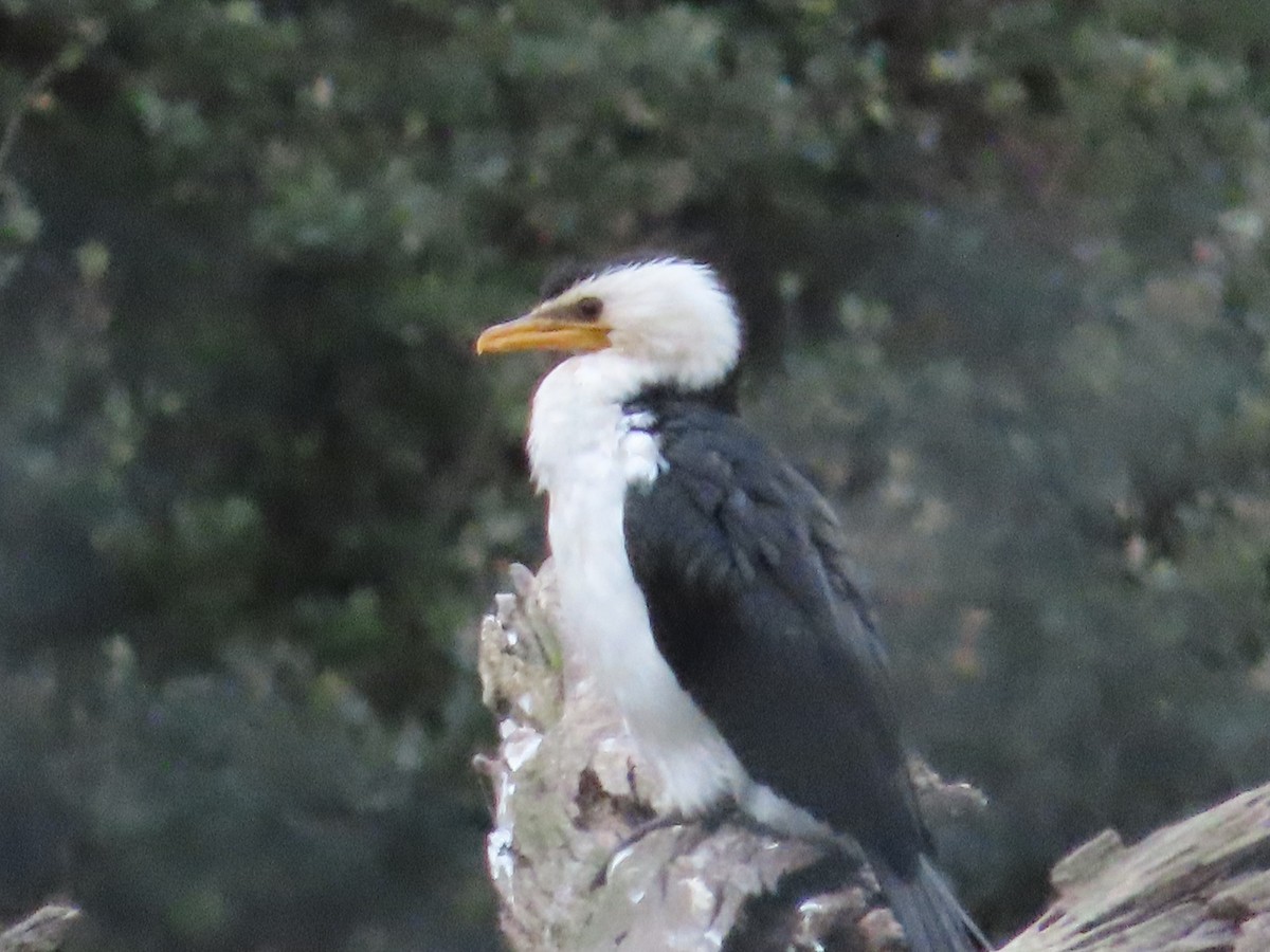 Little Pied Cormorant - ML608951665