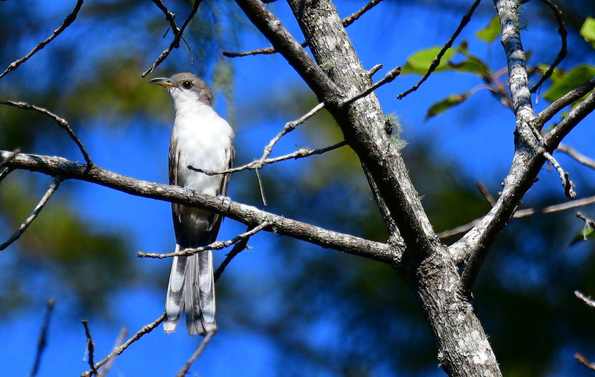 Yellow-billed Cuckoo - ML608951681