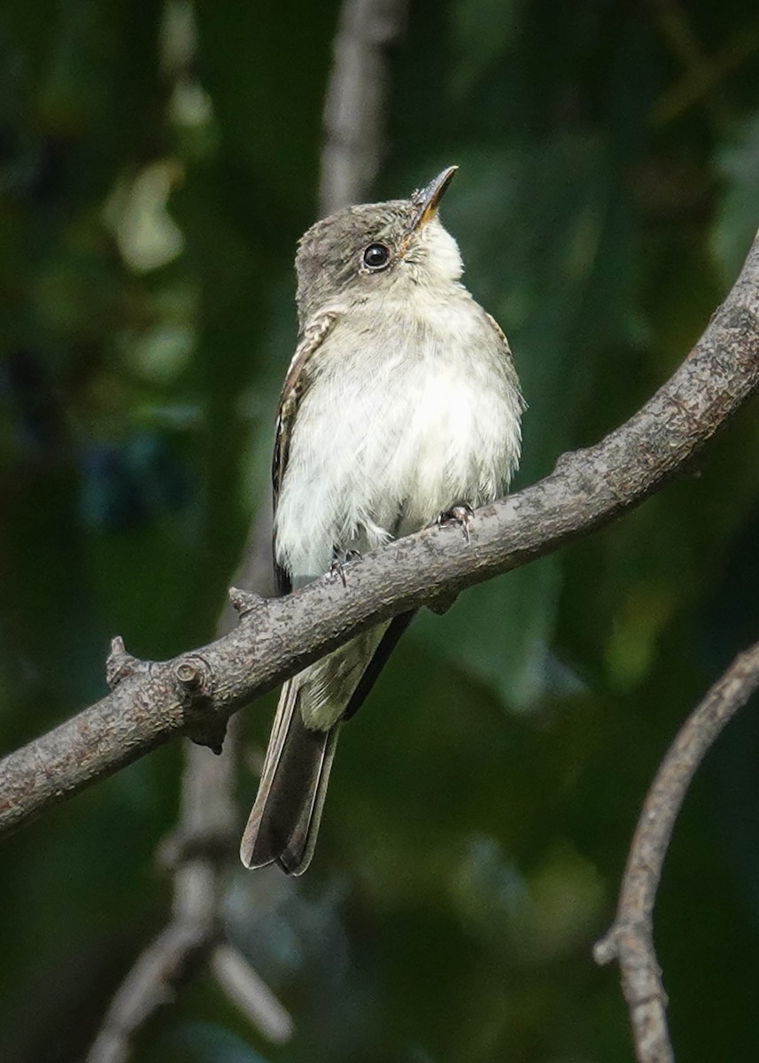 Eastern Wood-Pewee - ada bar