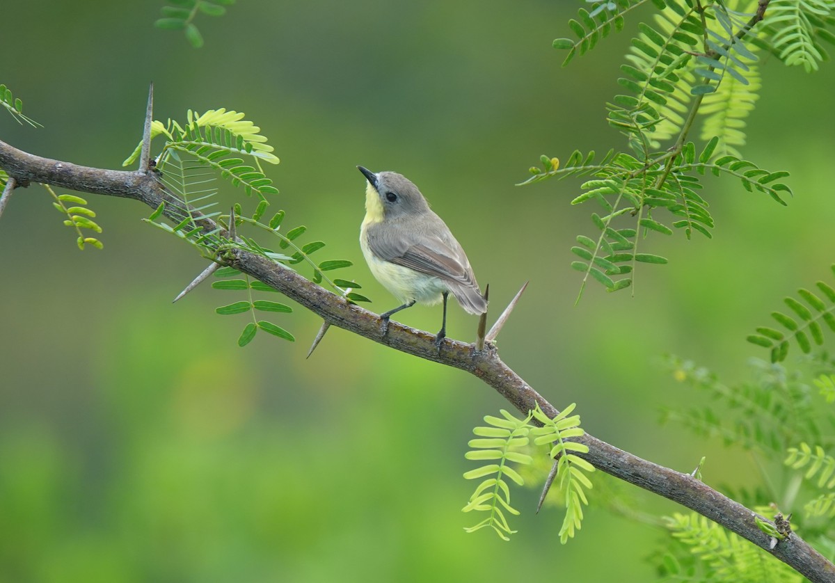 Golden-bellied Gerygone - Ronet Santos
