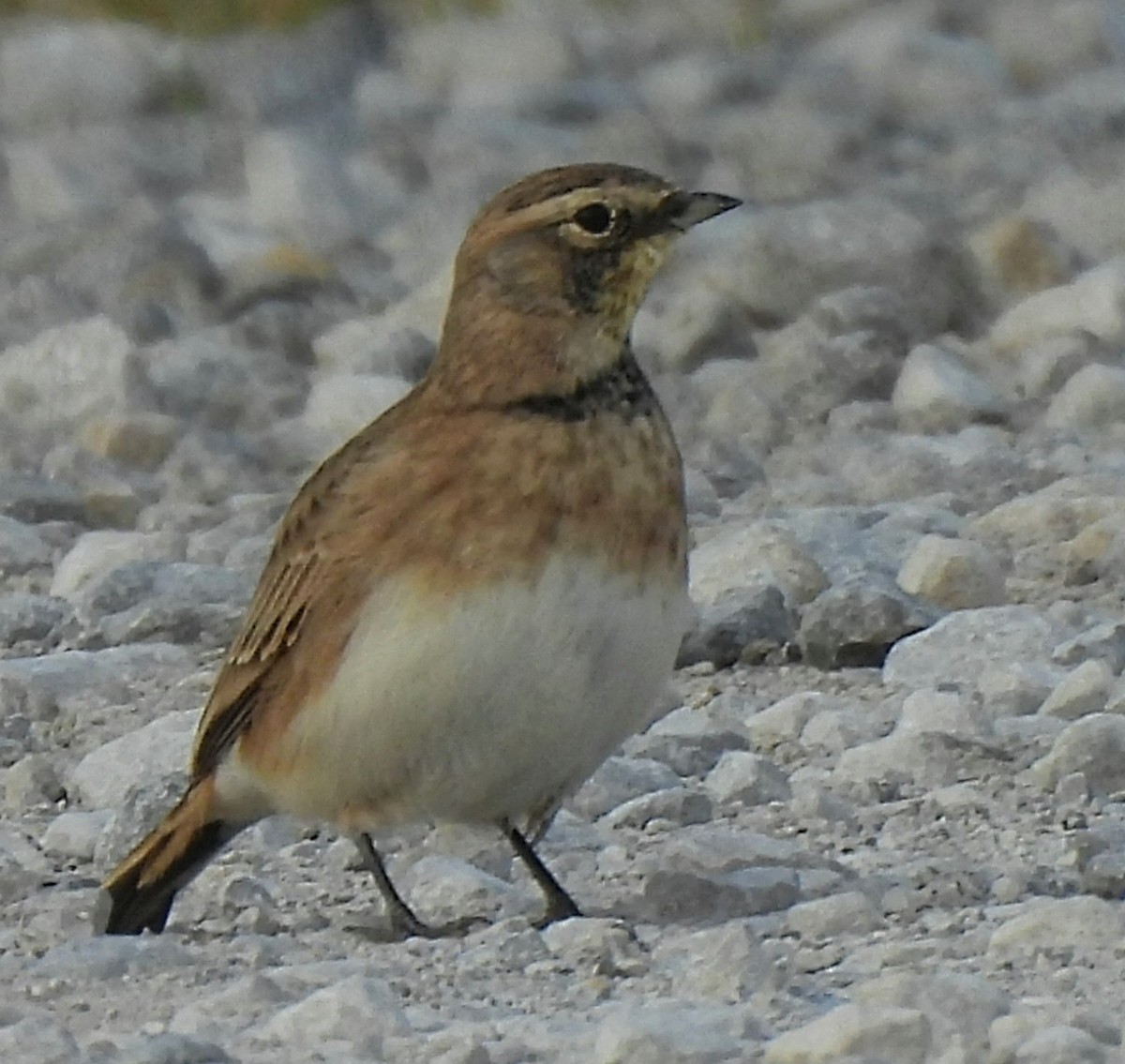 Horned Lark - Katey Buster