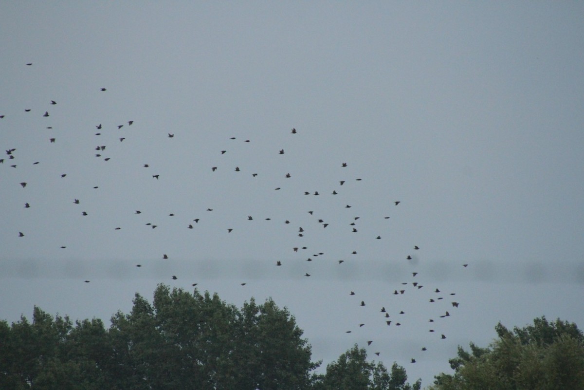 European Starling - E. Hoffa