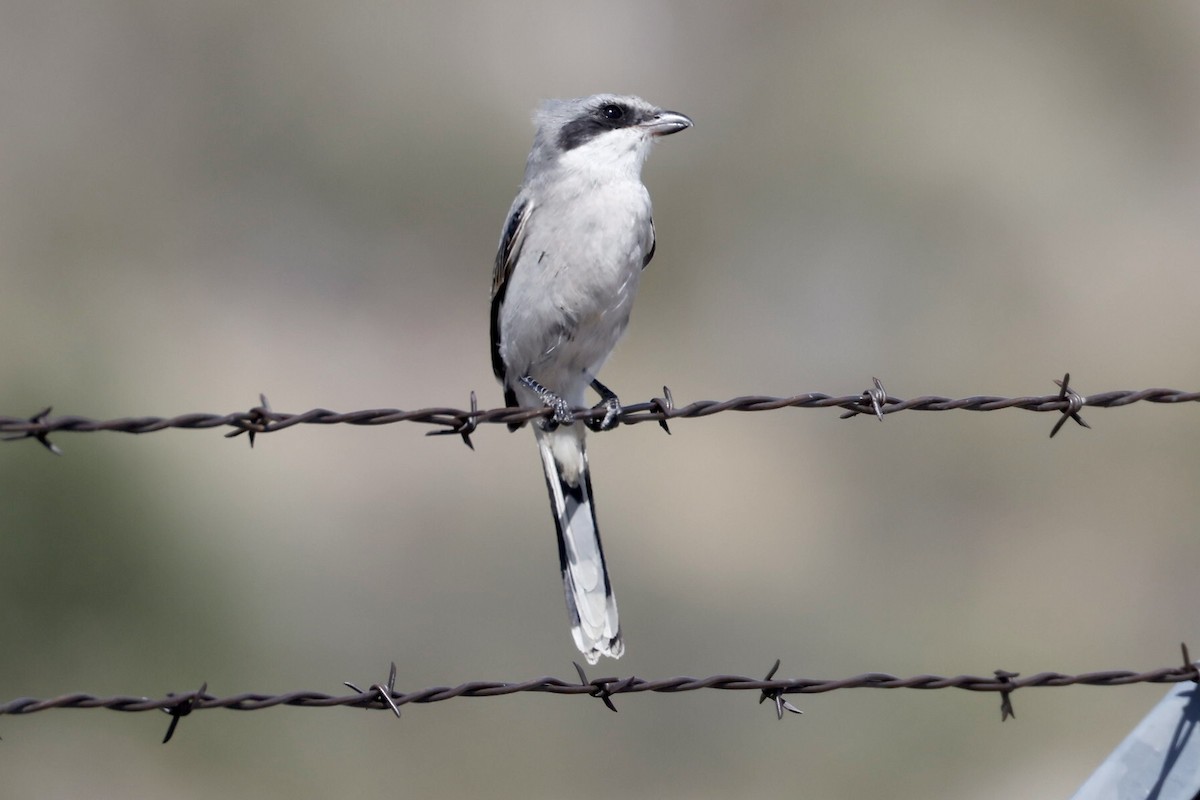 Loggerhead Shrike - Bill Frey