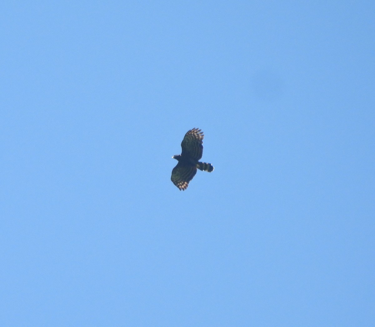 Águila Negra - ML608951862