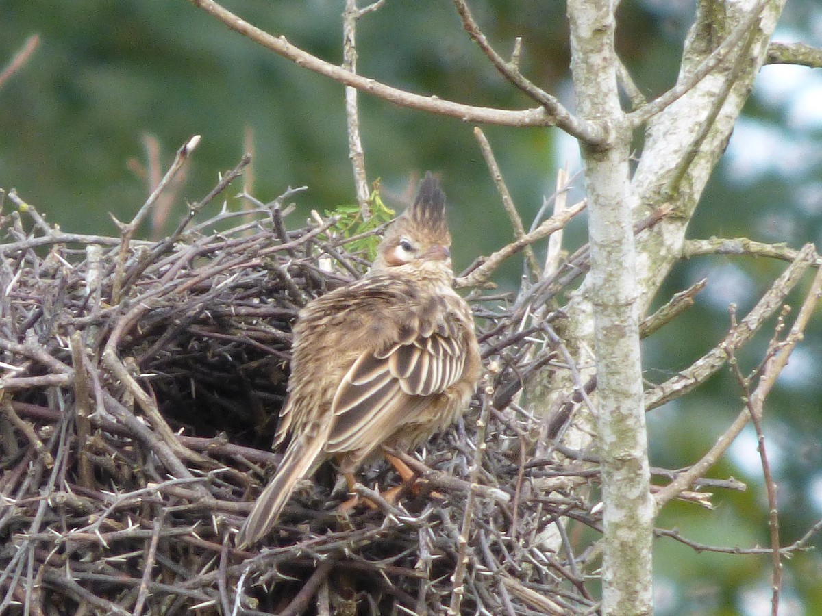 Lark-like Brushrunner - Gaspar Borra