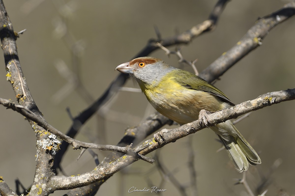 Rufous-browed Peppershrike - ML608951938