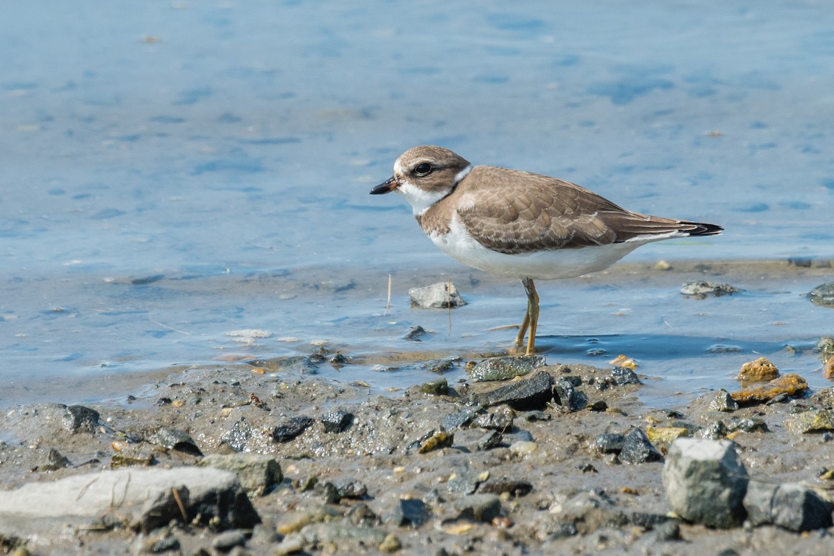 Semipalmated Plover - ML608952017