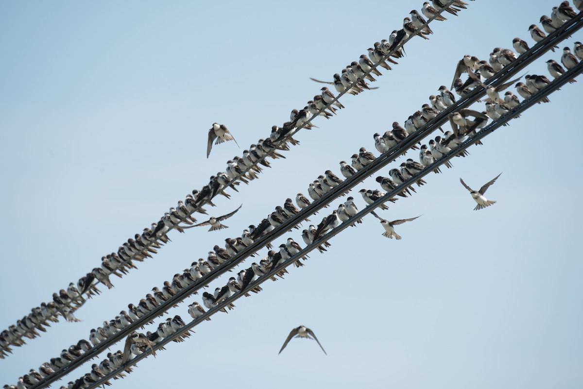 Tree Swallow - ML608952058