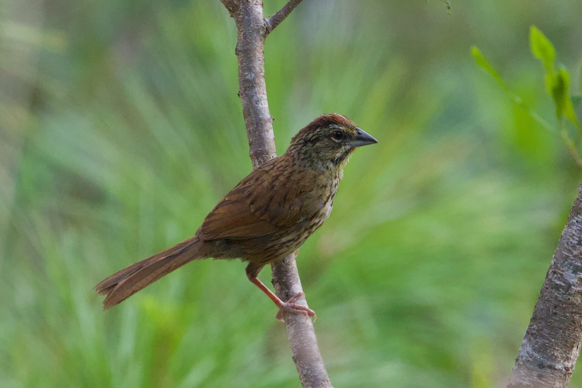 Rusty Sparrow - ML608952141
