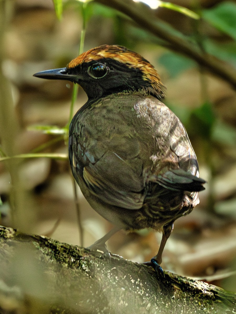 Rufous-capped Antthrush - Christine Mazaracki