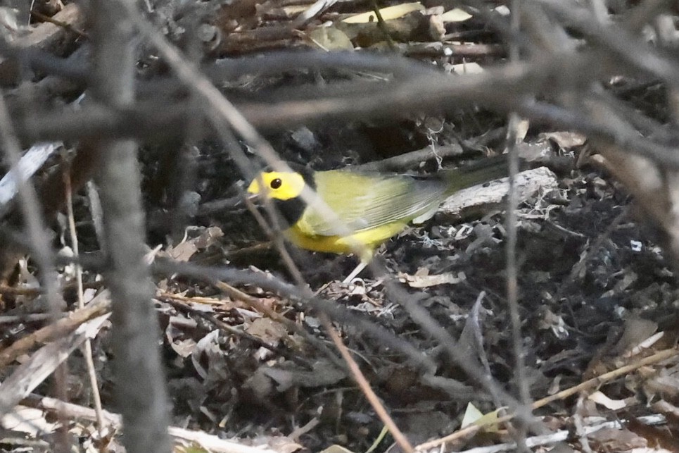 Hooded Warbler - Bill Frey