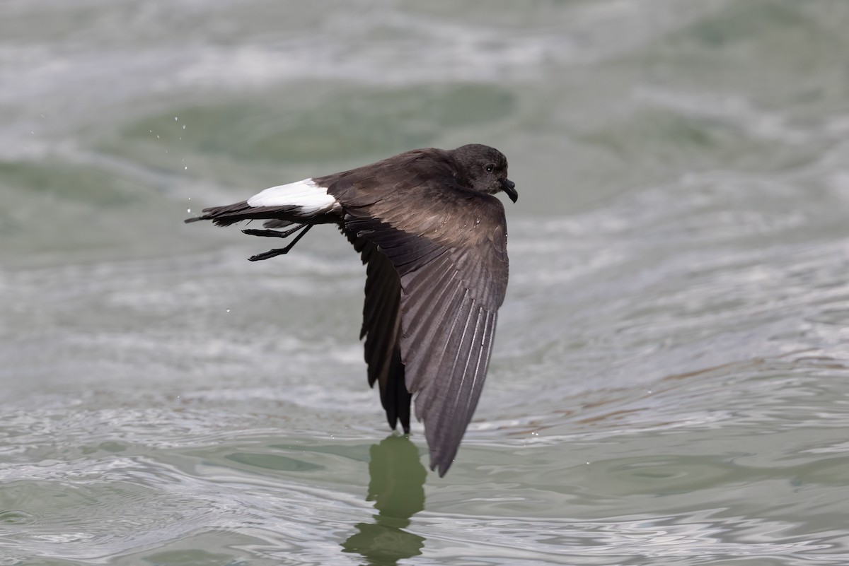 Wedge-rumped Storm-Petrel - ML608952405