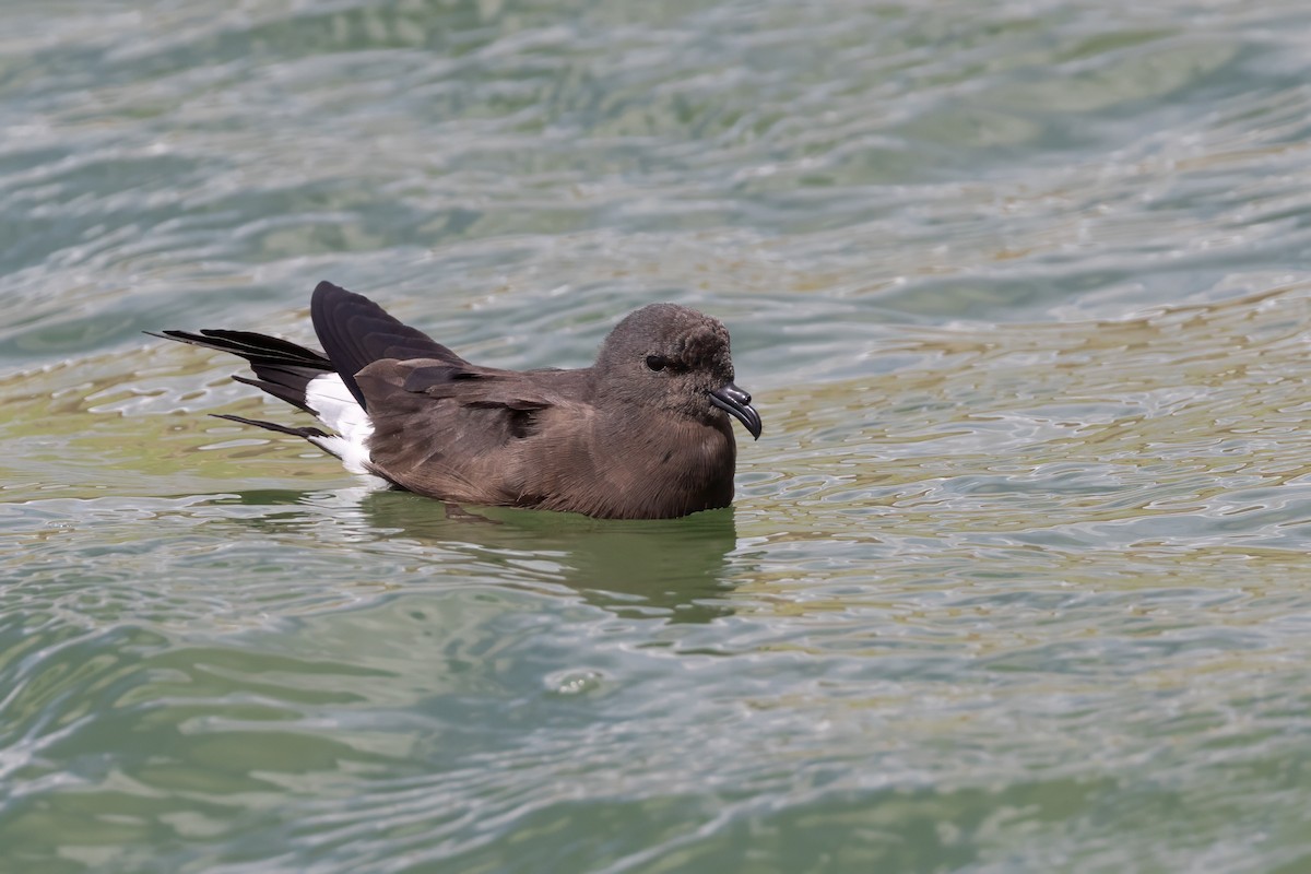 Wedge-rumped Storm-Petrel - ML608952407