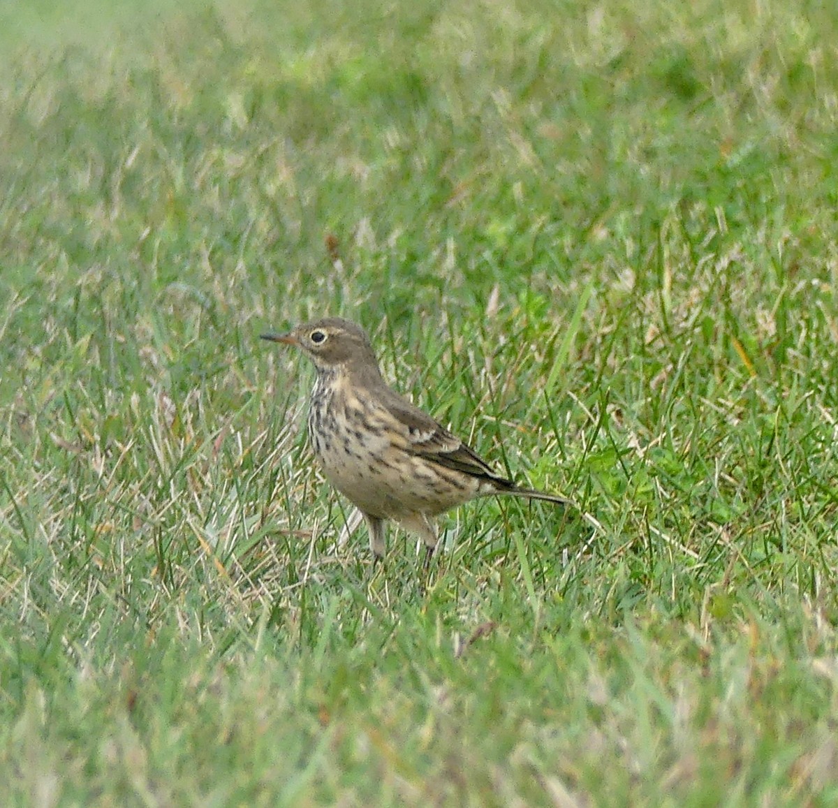 American Pipit - ML608952439