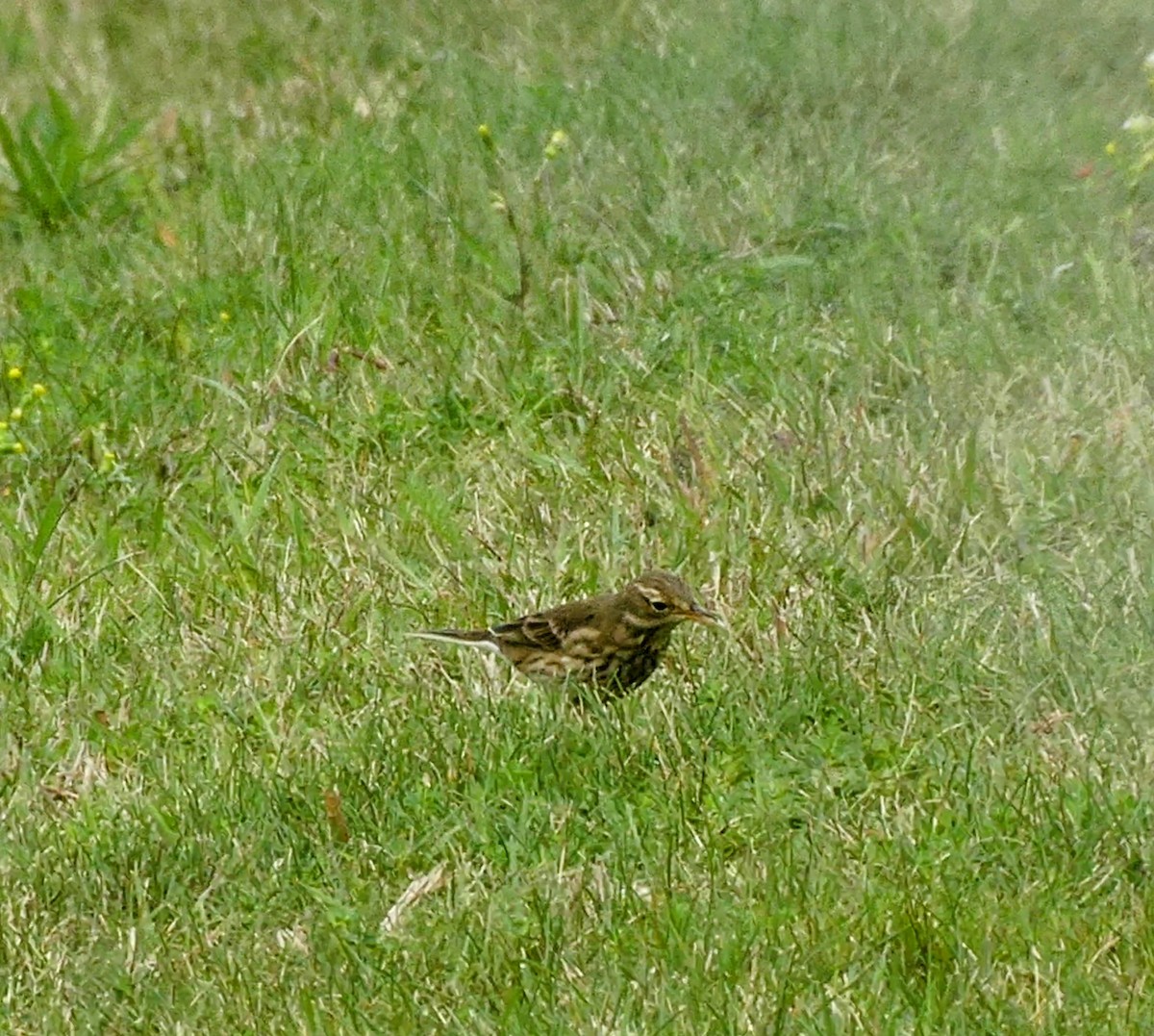 American Pipit - ML608952440