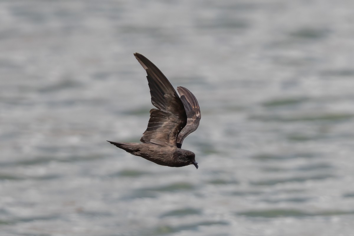 Least Storm-Petrel - ML608952447