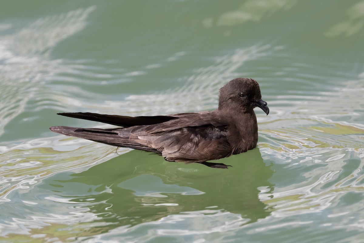 Least Storm-Petrel - ML608952448