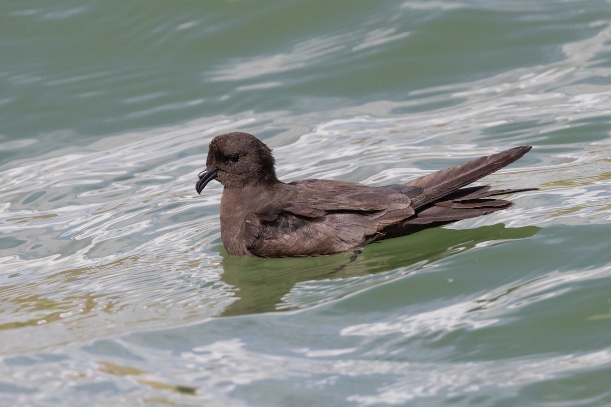 Least Storm-Petrel - ML608952449