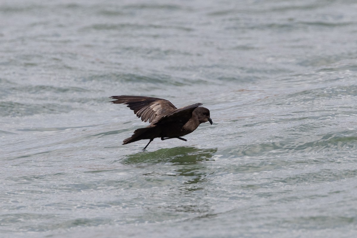 Least Storm-Petrel - ML608952450