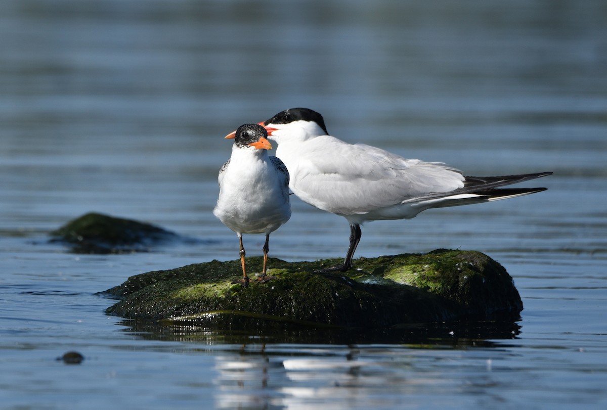 Caspian Tern - ML608952486