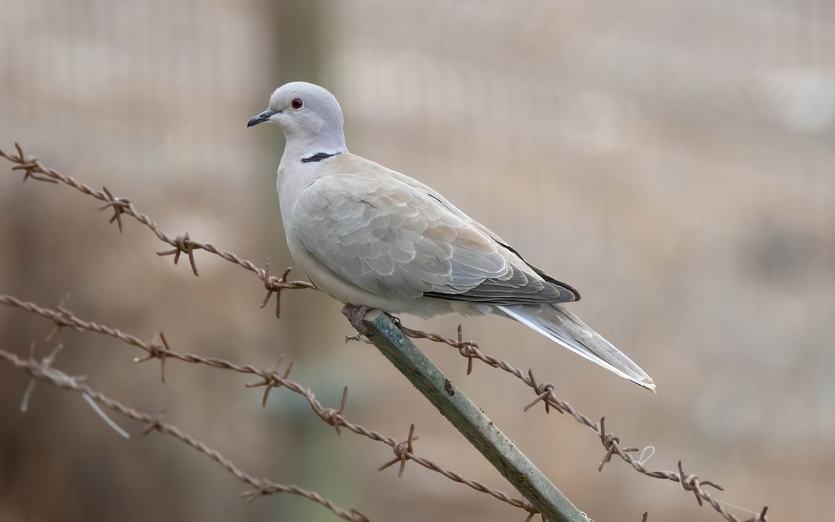 African Collared-Dove - Andrés  Rojas Sánchez