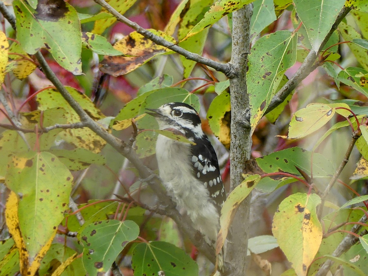 Downy Woodpecker - ML608952549