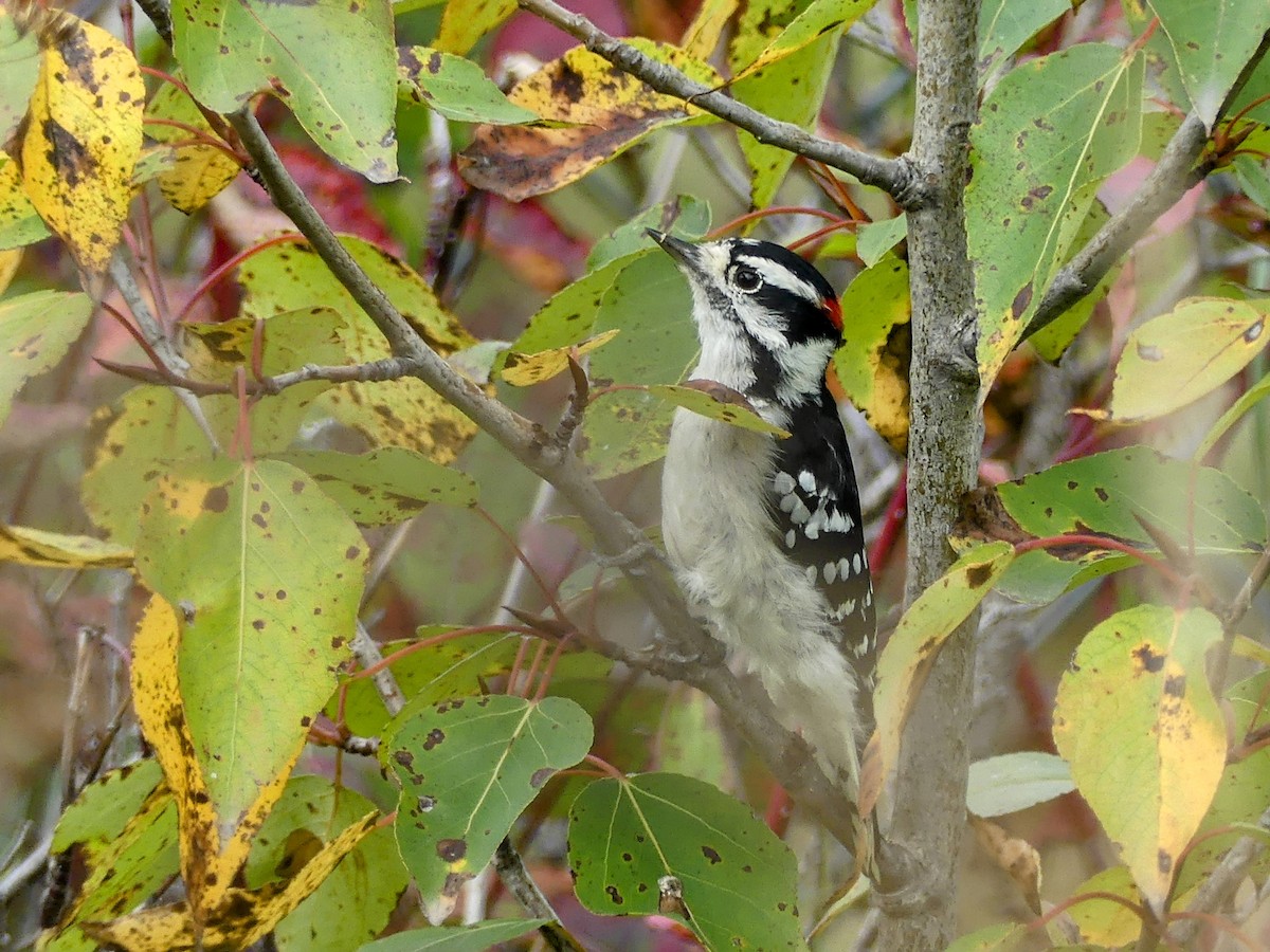 Downy Woodpecker - ML608952550