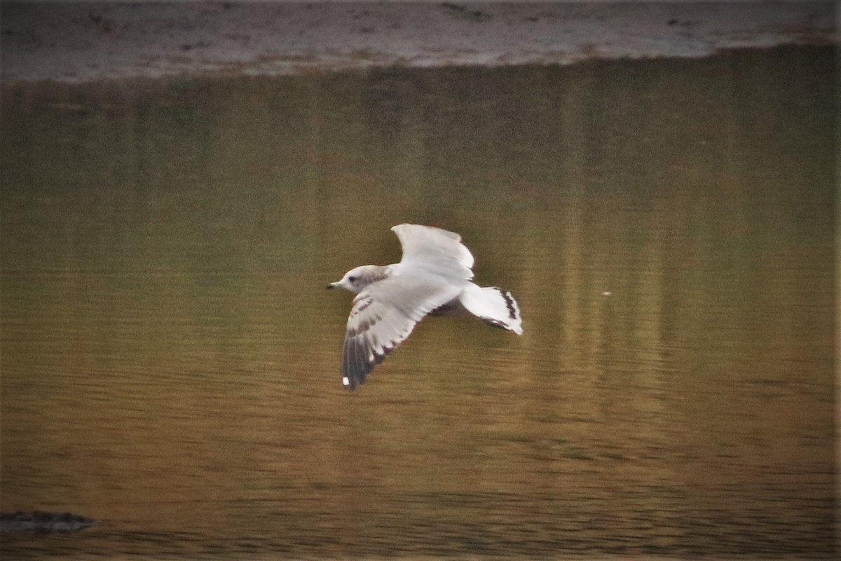 Short-billed Gull - ML608952578