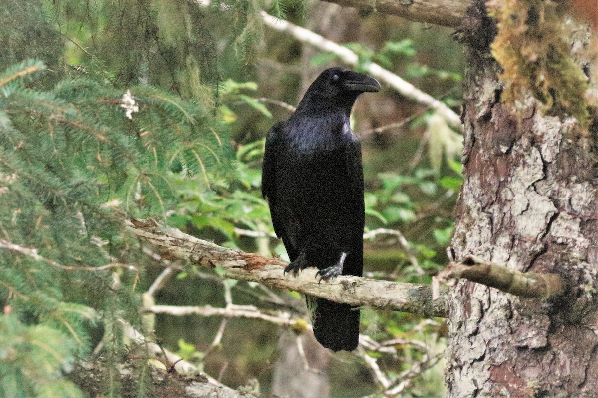 Common Raven - ML608952606